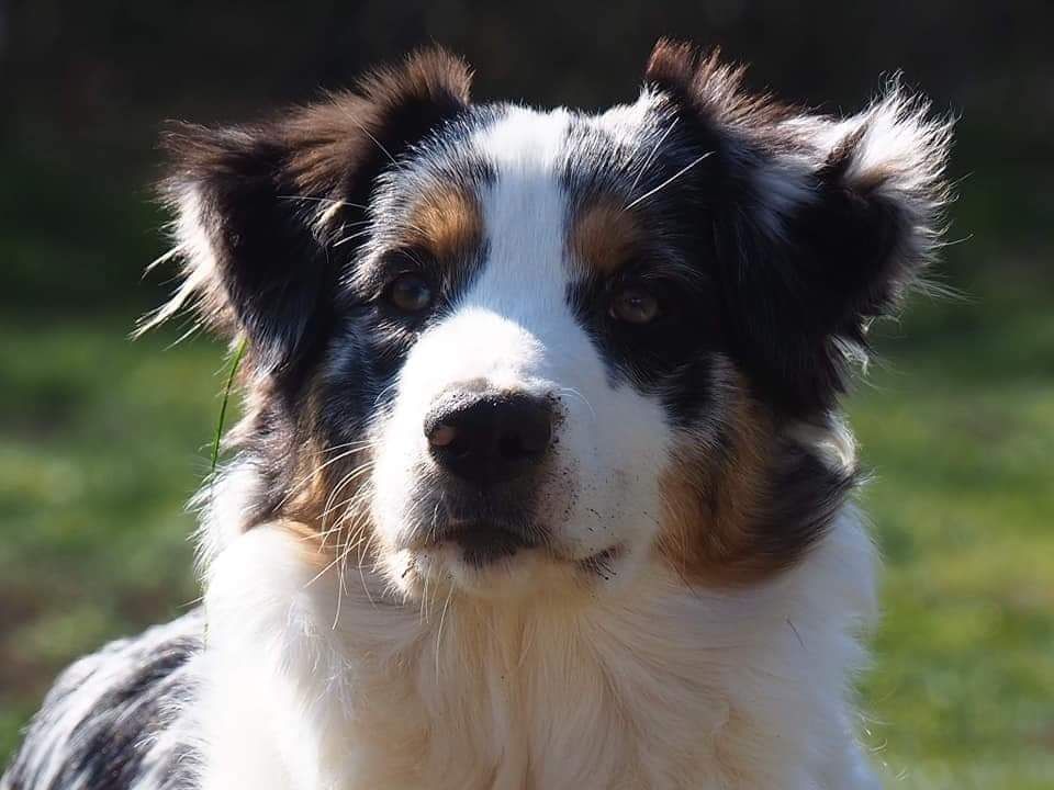 Pheeby de l'esprit Blanc des Montagnes