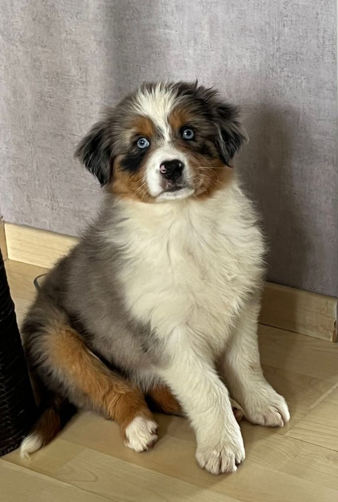 de l'esprit Blanc des Montagnes - Chiots disponibles - Berger Australien