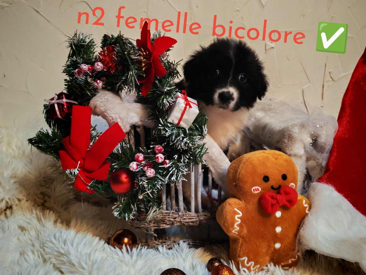 de l'esprit Blanc des Montagnes - Chiots disponibles - Berger Australien