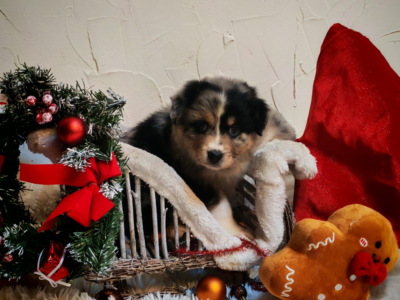 de l'esprit Blanc des Montagnes - Chiots disponibles - Berger Australien