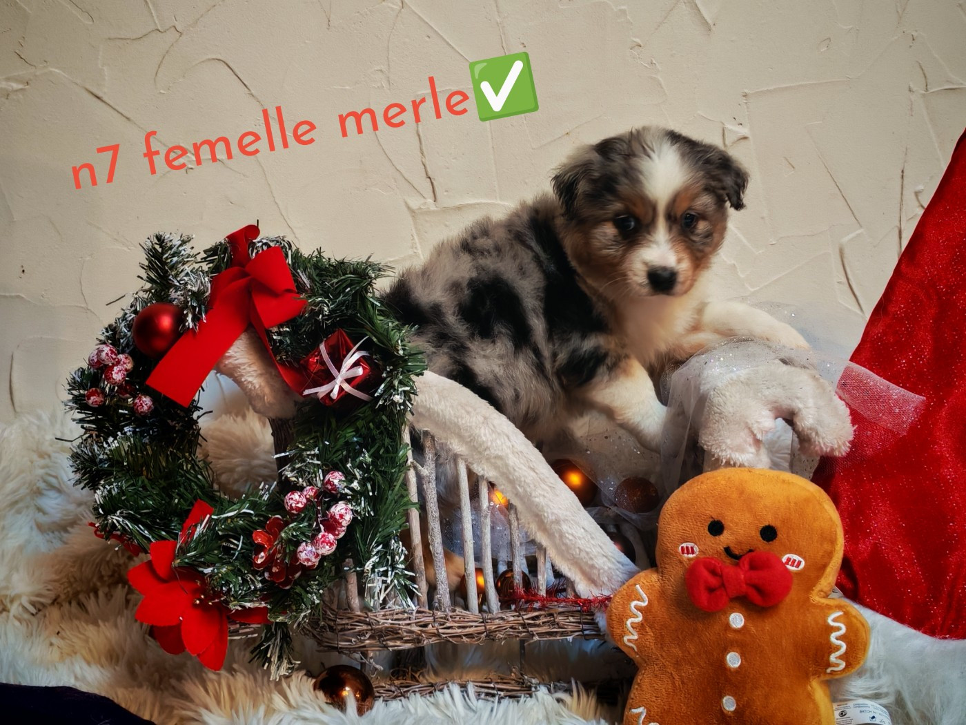 de l'esprit Blanc des Montagnes - Chiots disponibles - Berger Australien