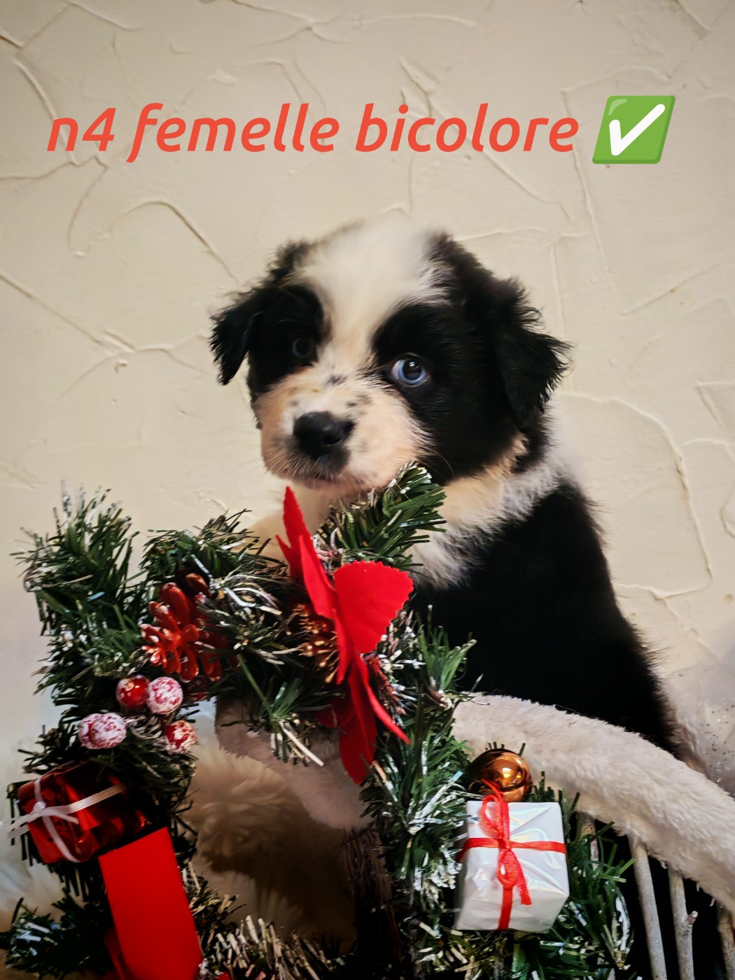 de l'esprit Blanc des Montagnes - Chiots disponibles - Berger Australien