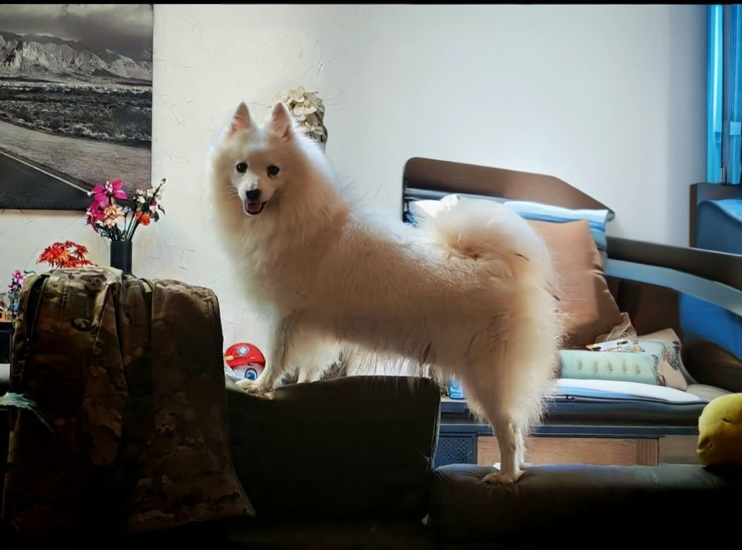 Chiot Spitz japonais de l'esprit Blanc des Montagnes