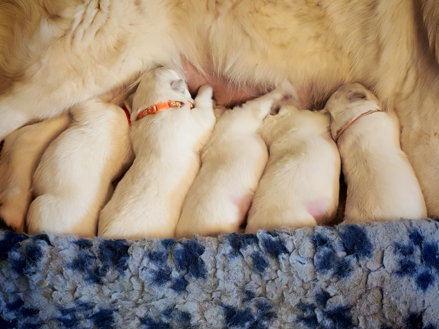 de l'esprit Blanc des Montagnes - Berger Blanc Suisse - Portée née le 10/03/2026
