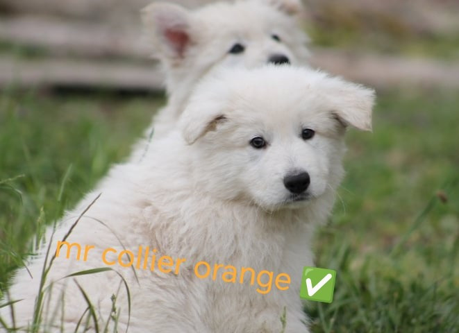 de l'esprit Blanc des Montagnes - Chiots disponibles - Berger Blanc Suisse