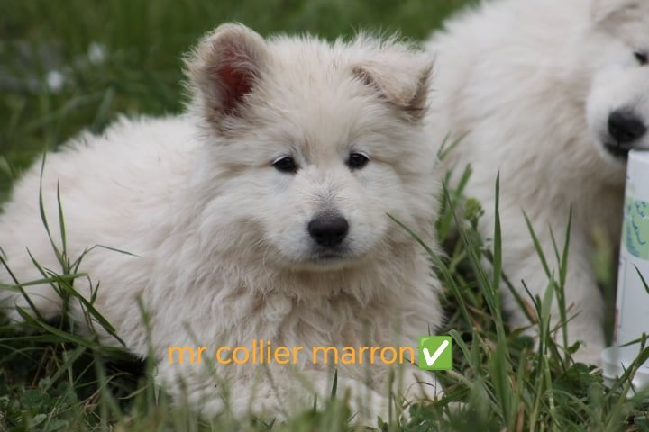 de l'esprit Blanc des Montagnes - Chiots disponibles - Berger Blanc Suisse