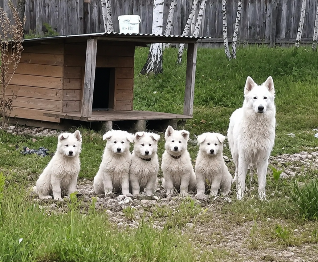 Chiot Berger Blanc Suisse de l'esprit Blanc des Montagnes