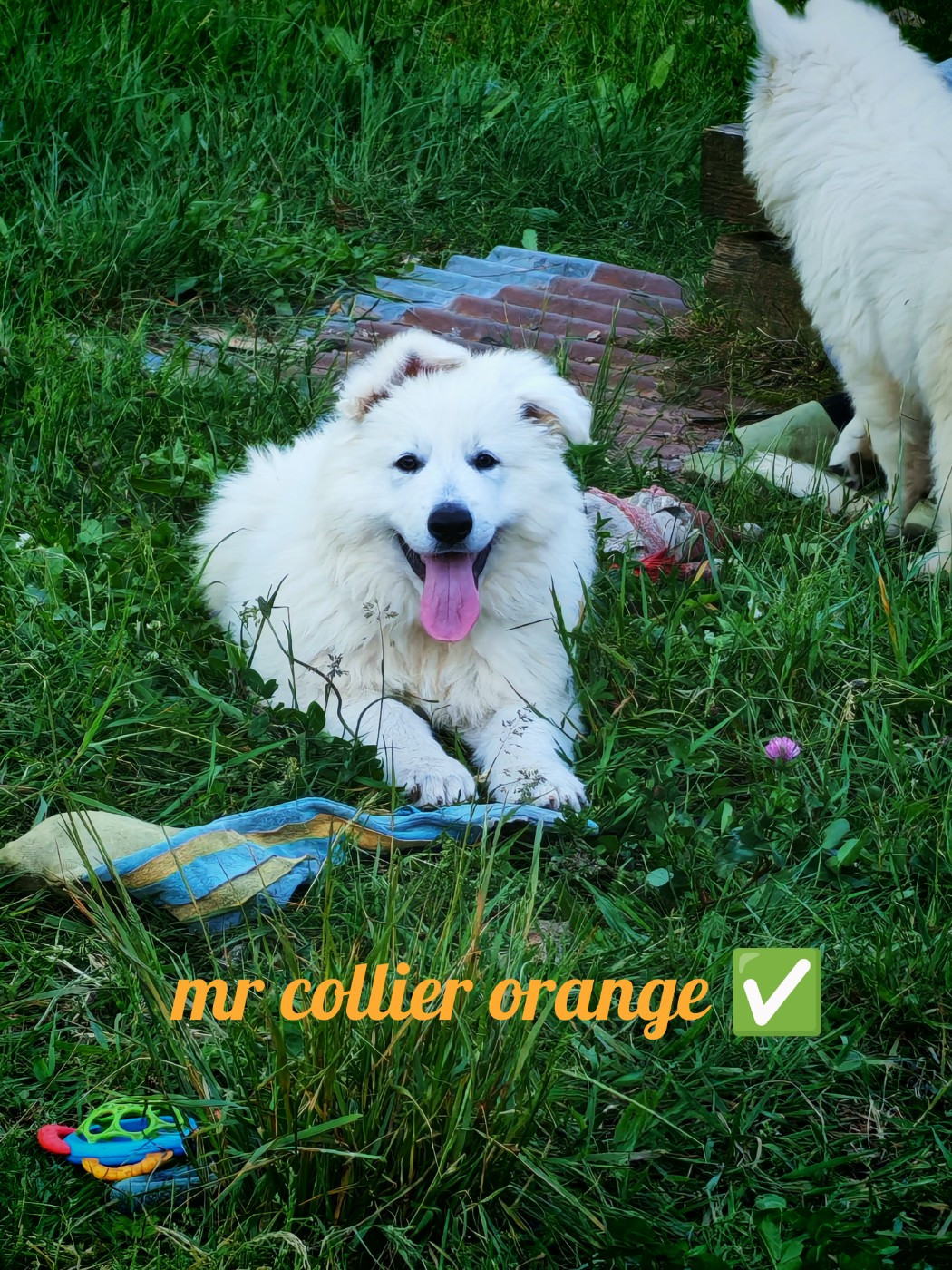 de l'esprit Blanc des Montagnes - Chiots disponibles - Berger Blanc Suisse