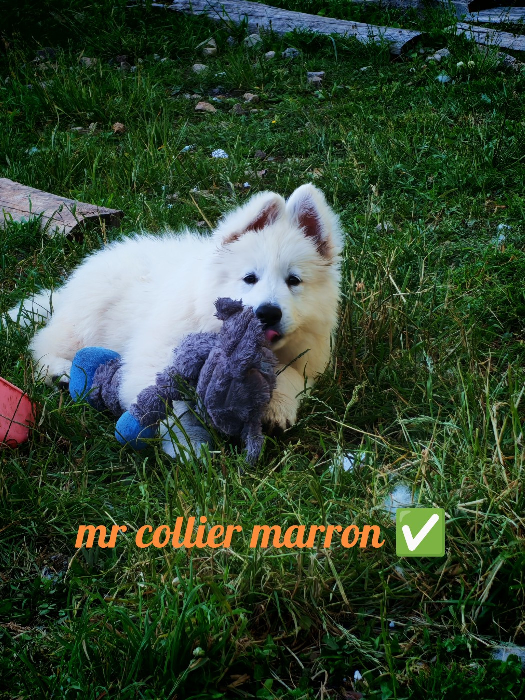 de l'esprit Blanc des Montagnes - Chiots disponibles - Berger Blanc Suisse