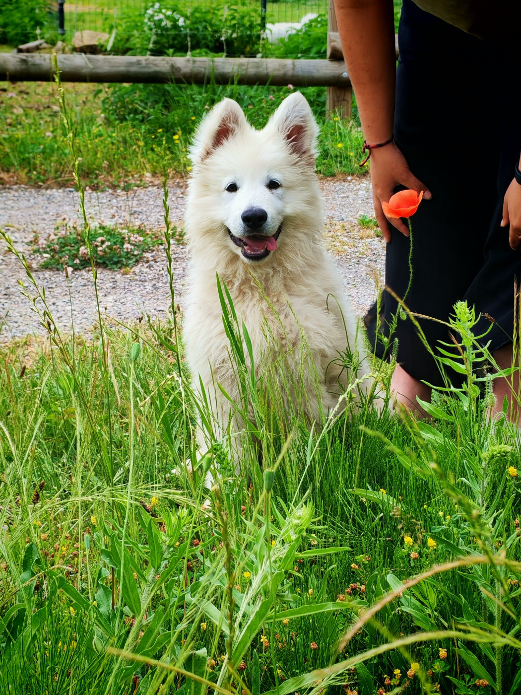 de l'esprit Blanc des Montagnes - Chiots disponibles - Berger Blanc Suisse