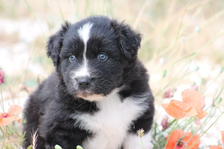 de l'esprit Blanc des Montagnes - Chiots disponibles - Berger Australien