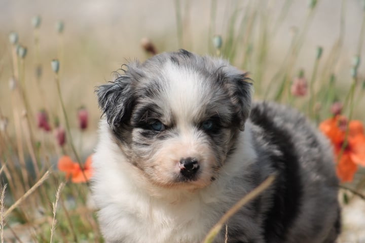 de l'esprit Blanc des Montagnes - Chiots disponibles - Berger Australien