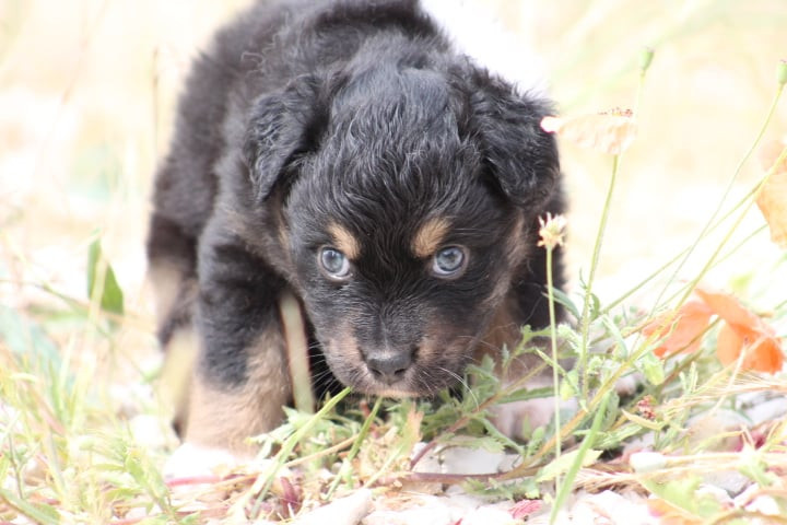 de l'esprit Blanc des Montagnes - Chiots disponibles - Berger Australien