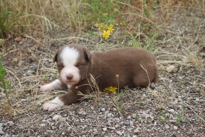 de l'esprit Blanc des Montagnes - Chiots disponibles - Berger Australien