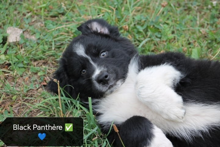 de l'esprit Blanc des Montagnes - Chiots disponibles - Berger Australien