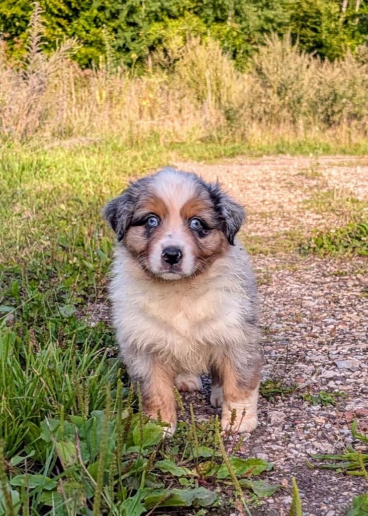 de l'esprit Blanc des Montagnes - Chiots disponibles - Berger Australien