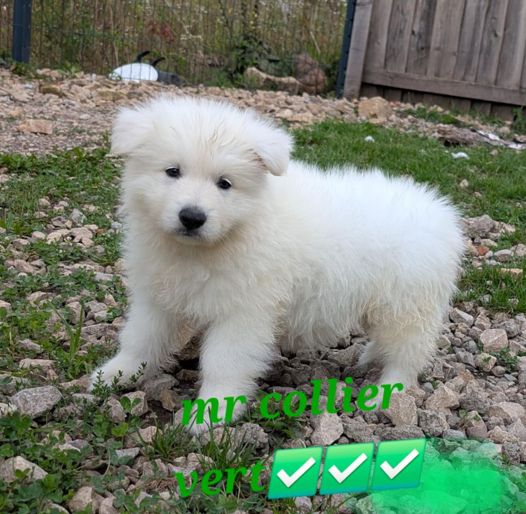 de l'esprit Blanc des Montagnes - Chiots disponibles - Berger Blanc Suisse