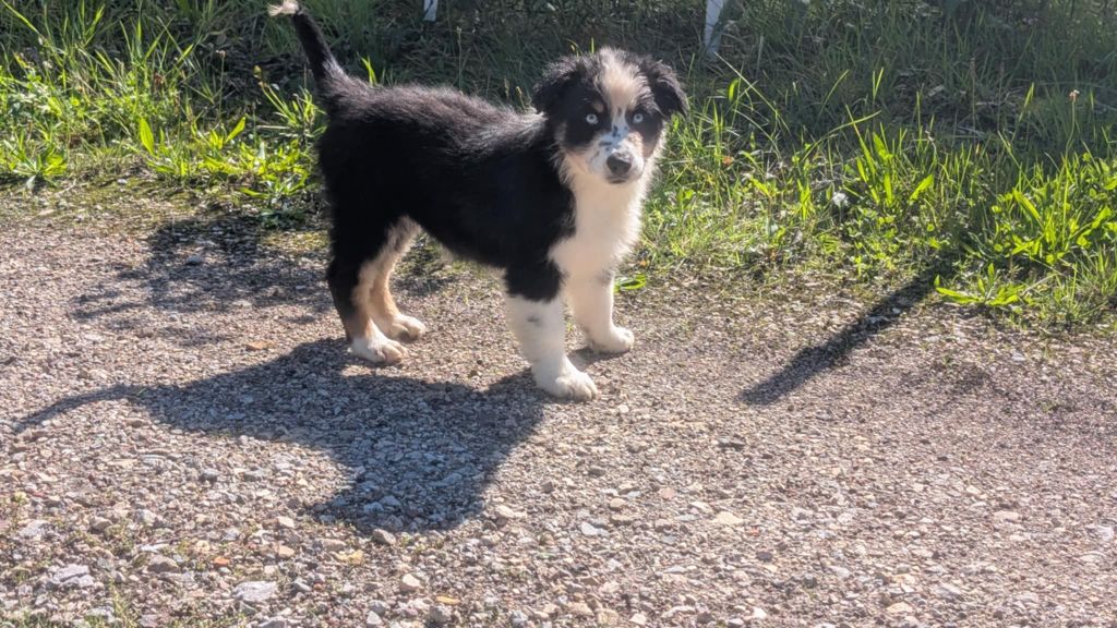 de l'esprit Blanc des Montagnes - Chiots disponibles - Berger Australien