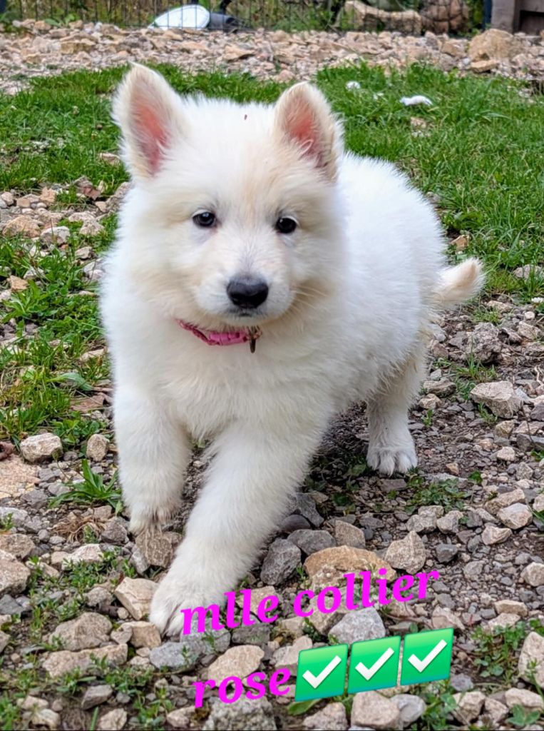 de l'esprit Blanc des Montagnes - Chiots disponibles - Berger Blanc Suisse