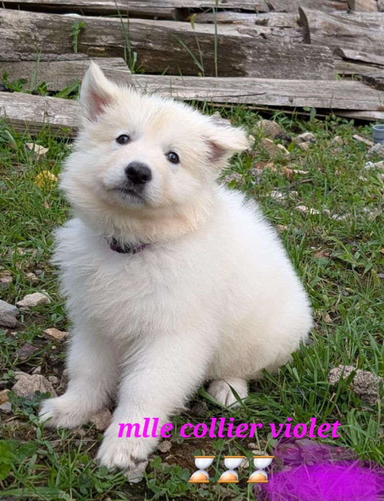 de l'esprit Blanc des Montagnes - Chiots disponibles - Berger Blanc Suisse