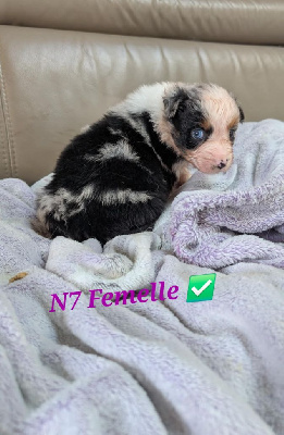CHIOT 7