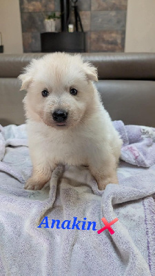 CHIOT 2