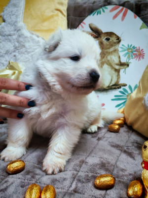Chiot N°6