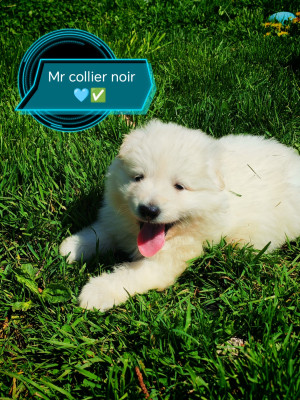 Chiot N°2