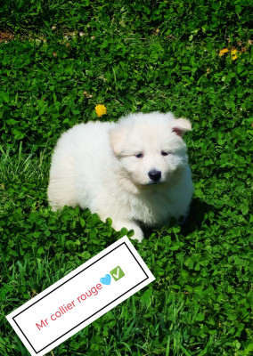 Chiot N°4
