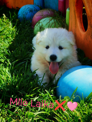 Chiot N°7
