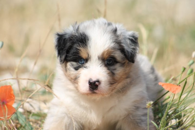 Chiot N°2