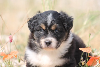 Chiot N°4