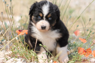 Chiot N°5