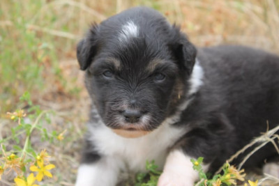 Chiot N°1