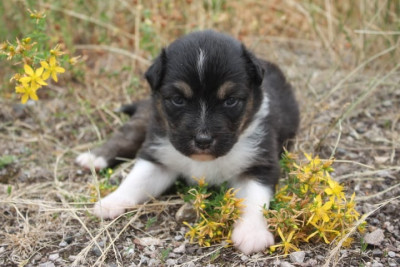 Chiot N°3