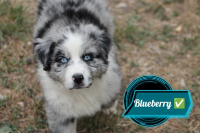 Blueberry