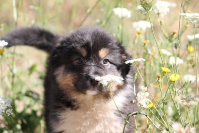 Chiot N°3