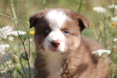 Chiot N°2