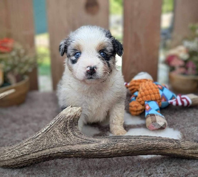 CHIOT 7