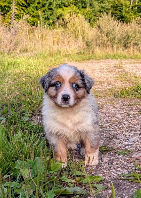 CHIOT 1