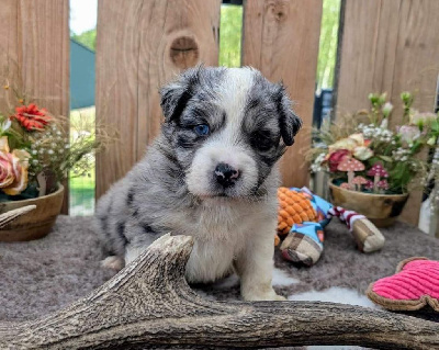 CHIOT 6
