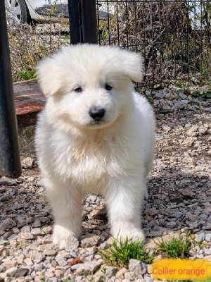 CHIOT 3