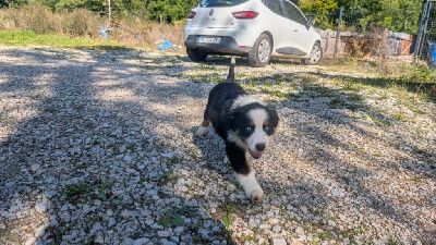 CHIOT 2