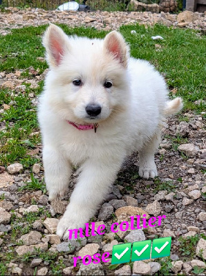 CHIOT 6
