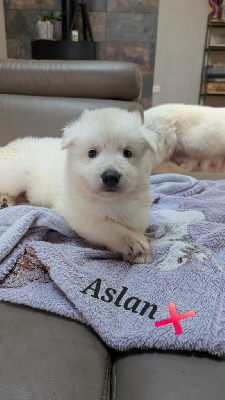 CHIOT 1