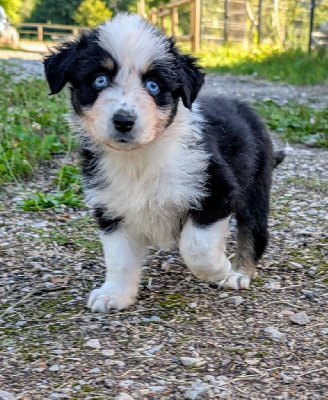 CHIOT 5