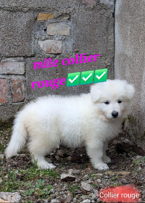 CHIOT 7