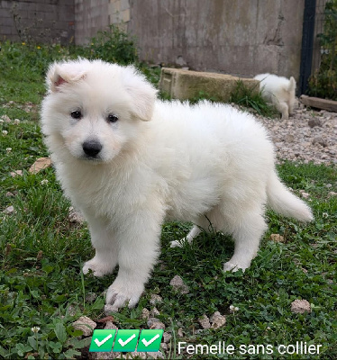 CHIOT 4