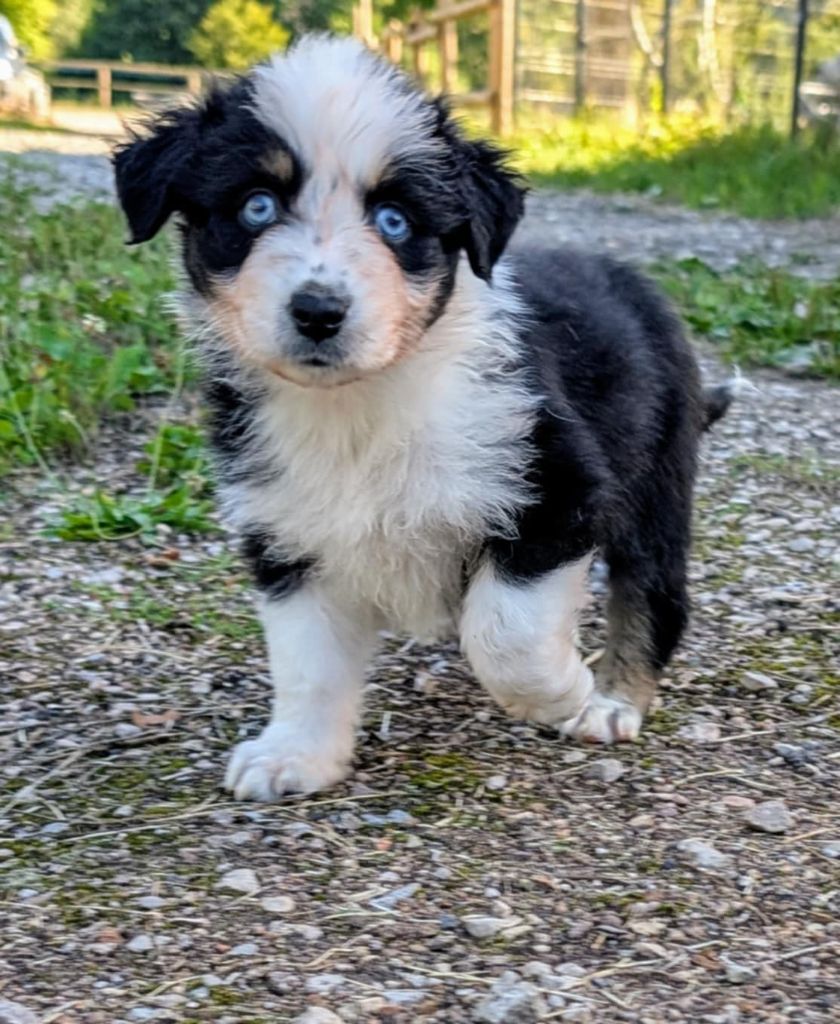 de l'esprit Blanc des Montagnes - Chiots disponibles - Berger Australien