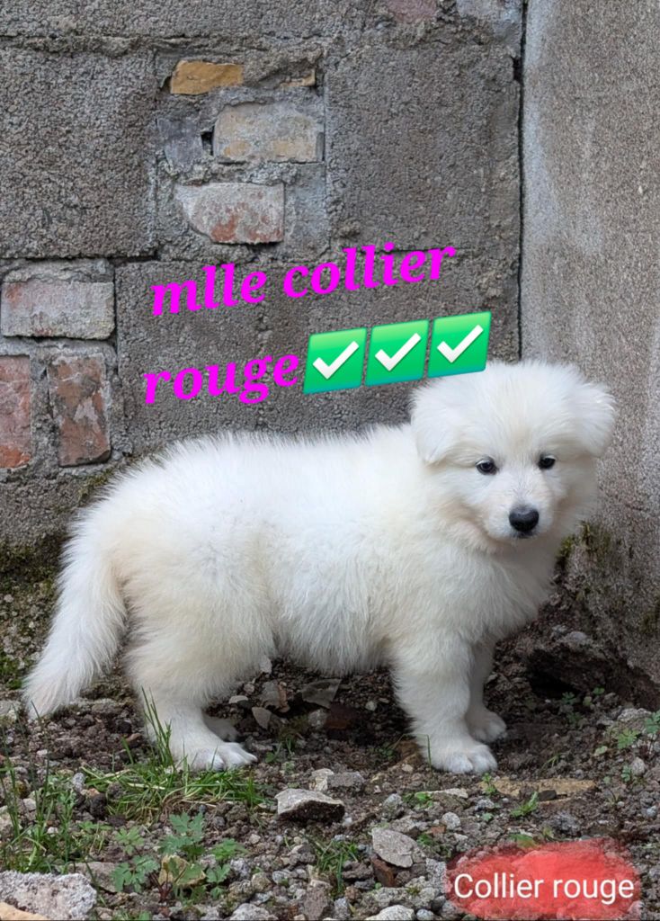 de l'esprit Blanc des Montagnes - Chiots disponibles - Berger Blanc Suisse